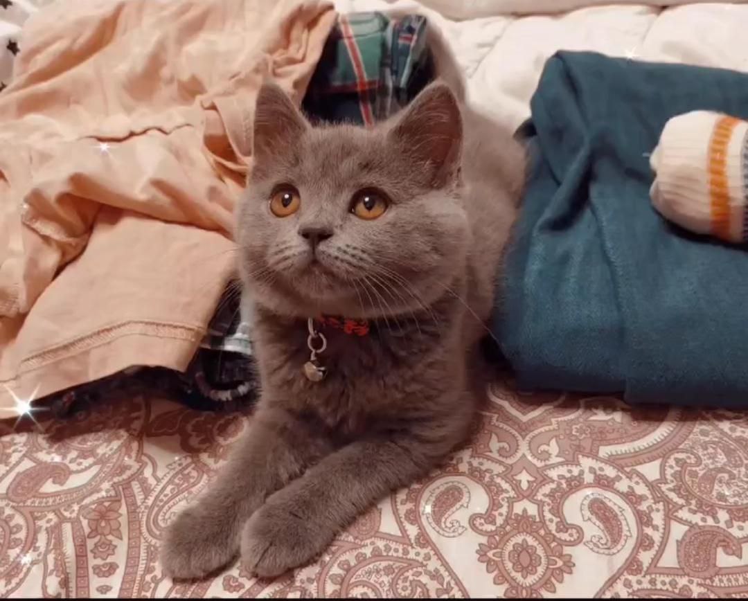 Balintino the British Shorthair kitten